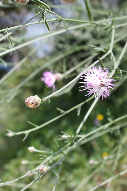 Campi Flegrei - Centaurea deusta